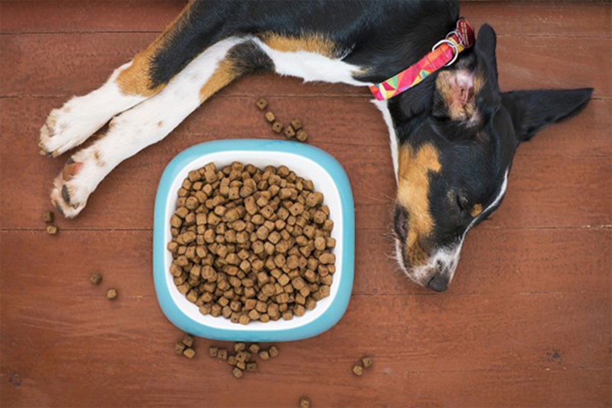 Titelbild zu „Die beste Ernährung für Ihren Hund“