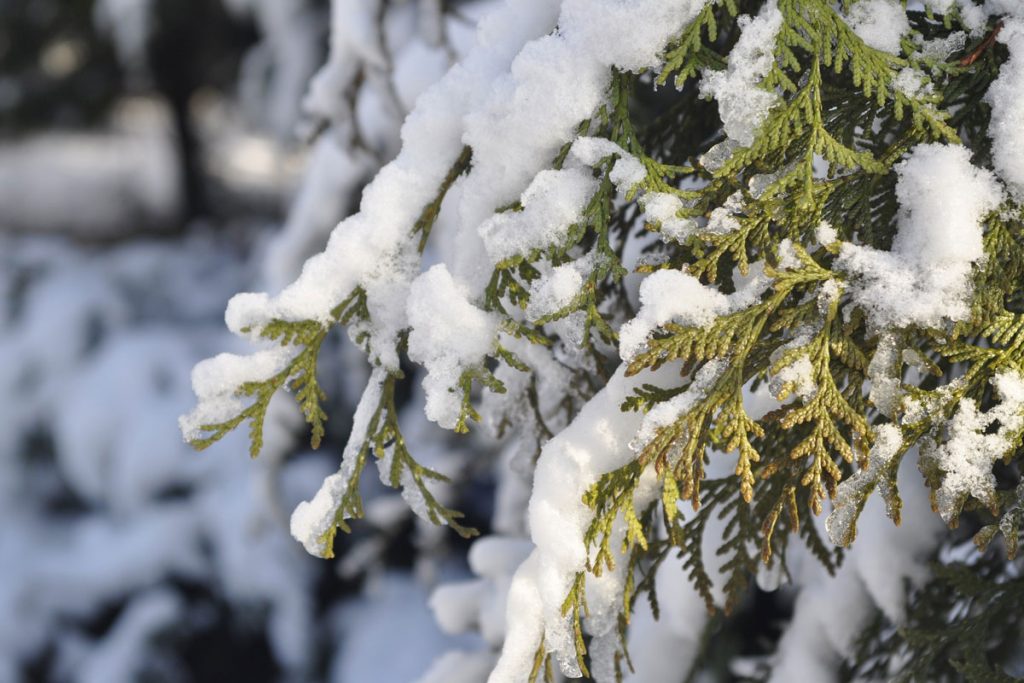 Checkliste: So machen Sie Ihren Garten winterfest