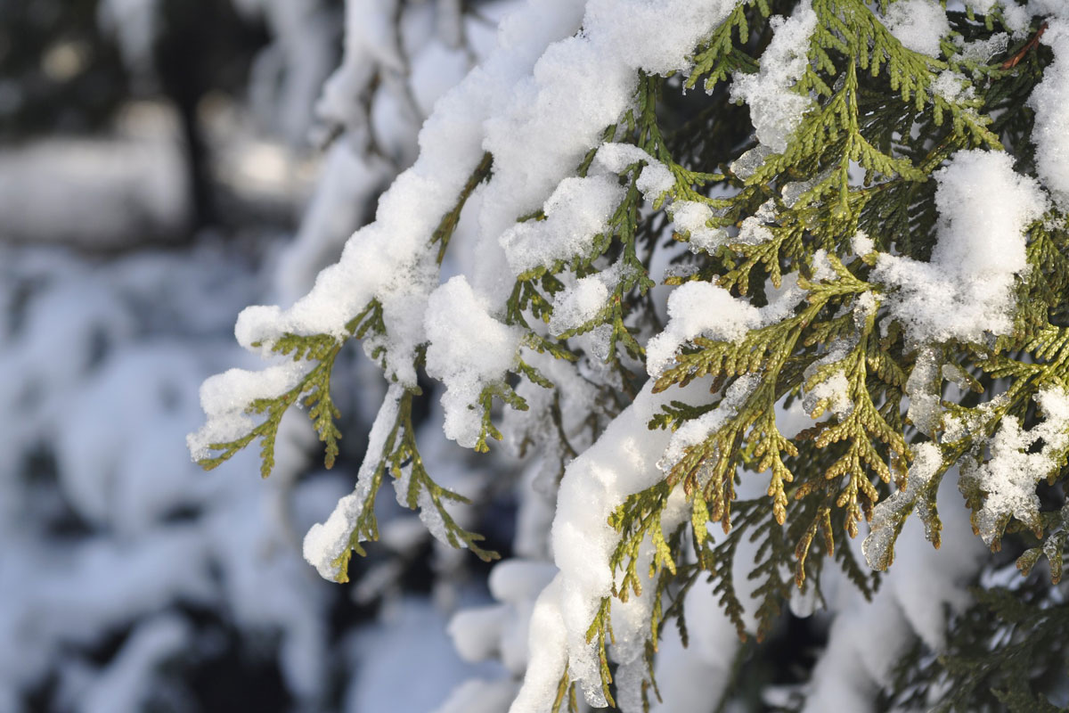 Titelbild zu „Checkliste: So machen Sie Ihren Garten winterfest“